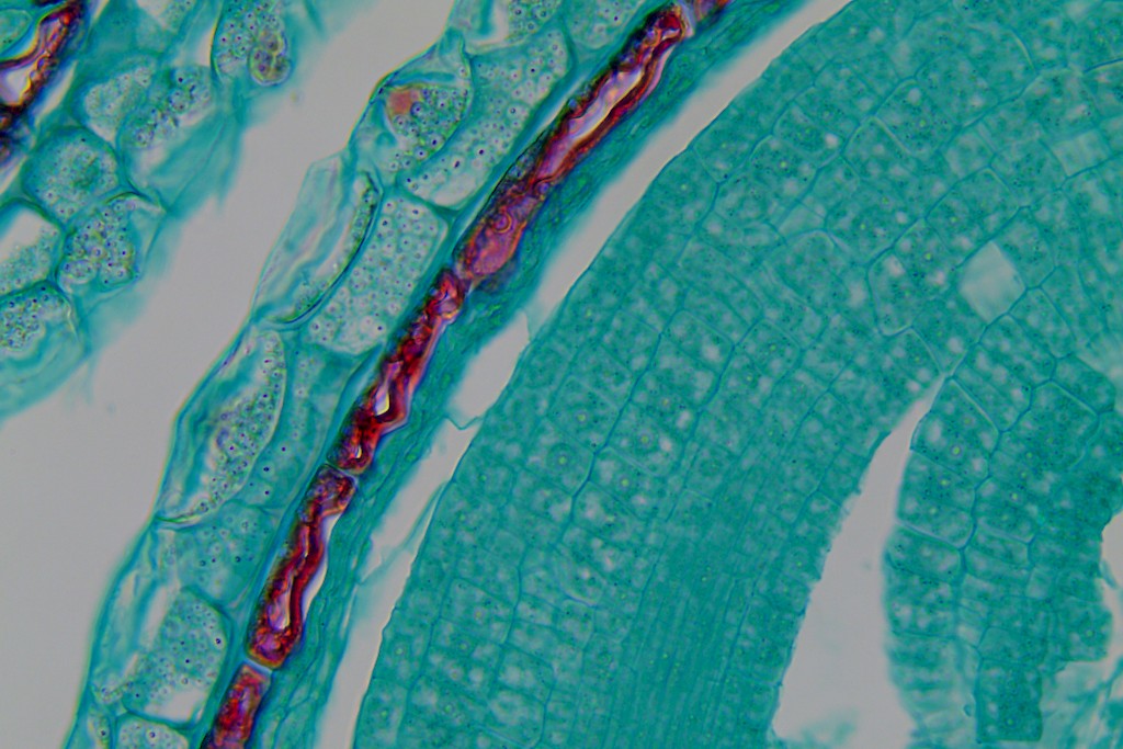 荠菜四细胞原胚结构图片
